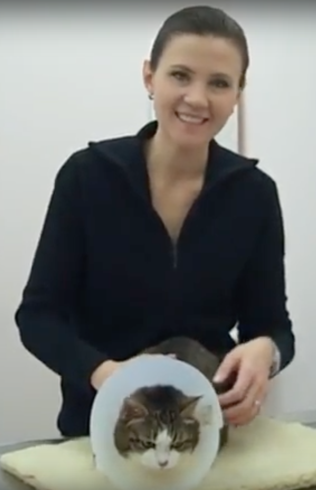 cliente 4, Vétérinaire Coppet, Veterinaire Coppet, Coppet Veterinaire, Coppet Vétérinaire, cabinet vétérinaire Coppet, cabinet veterinaire Coppet, clinique vétérinaire Coppet, vétérinaire de Garde Coppet,veterinaire de Garde Coppet, Cabinet Vétérinaire International