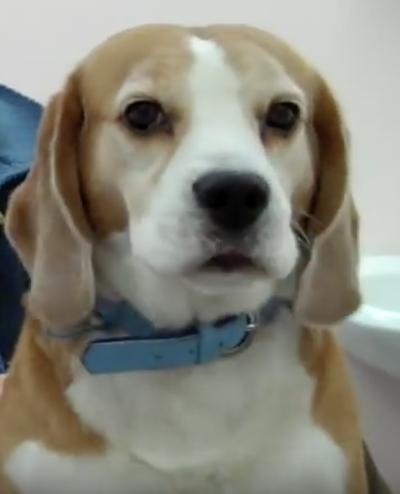 Vétérinaire Coppet, Veterinaire Coppet, Coppet Veterinaire, Coppet Vétérinaire, cabinet vétérinaire Coppet, cabinet veterinaire Coppet, clinique vétérinaire Coppet, vétérinaire de Garde Coppet,veterinaire de Garde Coppet, Cabinet Vétérinaire International