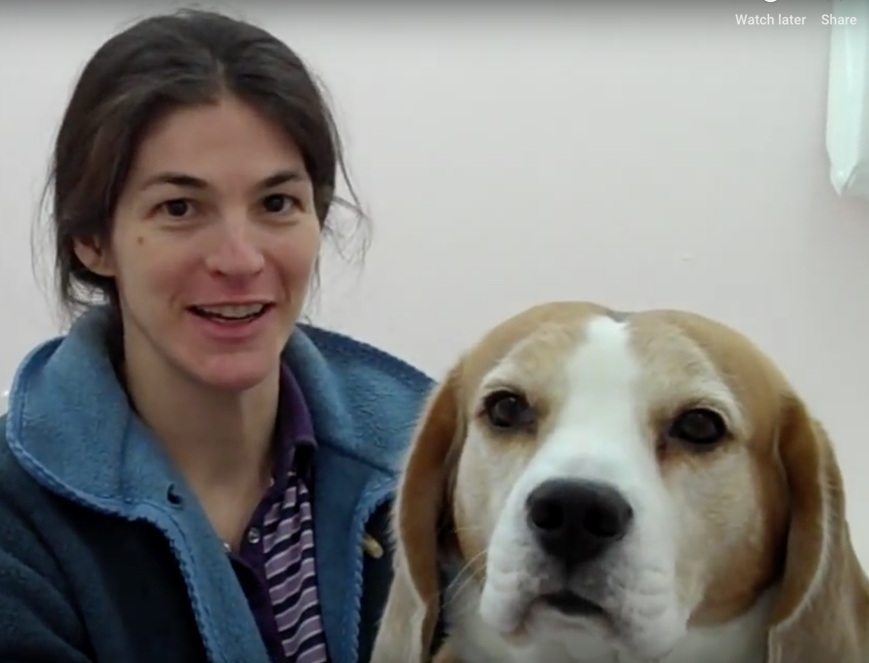 beagle, Vétérinaire Coppet, Veterinaire Coppet, Coppet Veterinaire, Coppet Vétérinaire, cabinet vétérinaire Coppet, cabinet veterinaire Coppet, clinique vétérinaire Coppet, vétérinaire de Garde Coppet,veterinaire de Garde Coppet, Cabinet Vétérinaire International