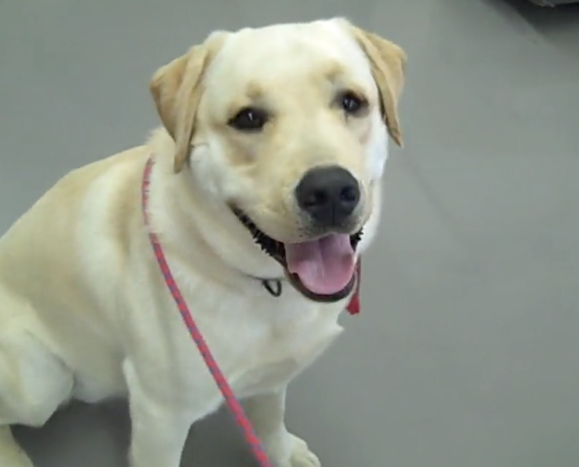 Cordy labrador, Vétérinaire Coppet, Veterinaire Coppet, Coppet Veterinaire, Coppet Vétérinaire, cabinet vétérinaire Coppet, cabinet veterinaire Coppet, clinique vétérinaire Coppet, vétérinaire de Garde Coppet,veterinaire de Garde Coppet, Cabinet Vétérinaire International