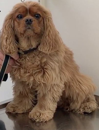 Angie, Vétérinaire Coppet, Veterinaire Coppet, Coppet Veterinaire, Coppet Vétérinaire, cabinet vétérinaire Coppet, cabinet veterinaire Coppet, clinique vétérinaire Coppet, vétérinaire de Garde Coppet,veterinaire de Garde Coppet, Cabinet Vétérinaire International