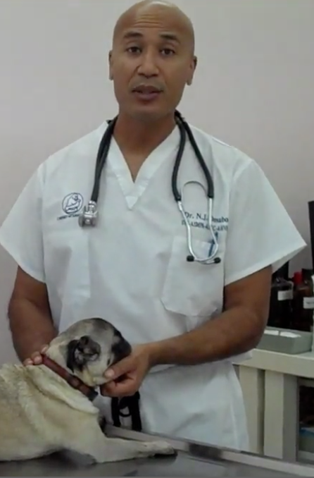 Vétérinaire Coppet, Veterinaire Coppet, Coppet Veterinaire, Coppet Vétérinaire, cabinet vétérinaire Coppet, cabinet veterinaire Coppet, clinique vétérinaire Coppet, vétérinaire de Garde Coppet,veterinaire de Garde Coppet, Cabinet Vétérinaire International